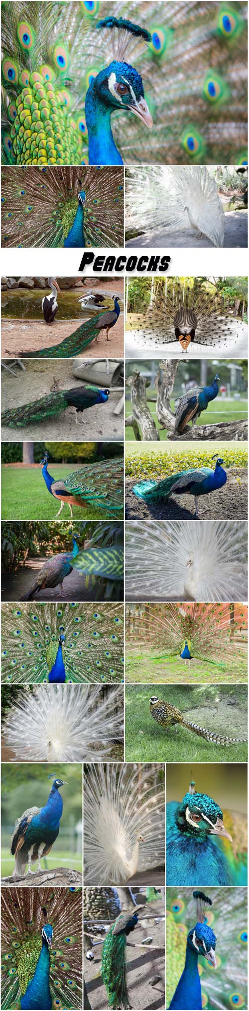 Peacocks, exotic bird