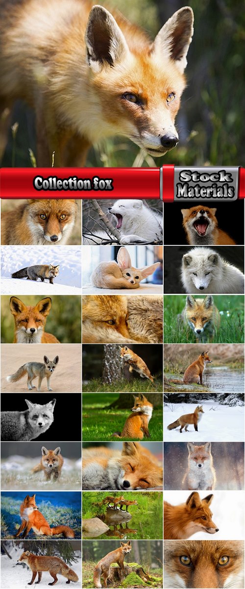Collection predatory fox fur animal forest fur 25 HQ Jpeg