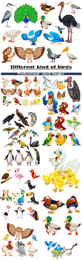 Различные виды птиц