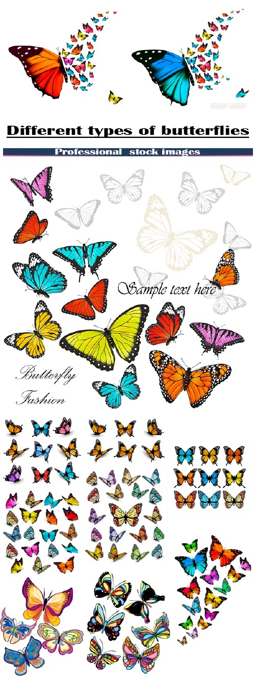 Различные типы бабочек