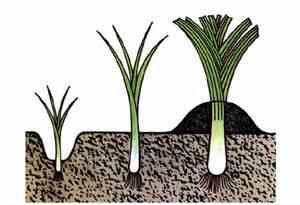Выращивание лука-порея - Ё-грядки. Сад, огород. Агротехника ...