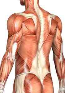 Мышечное напряжение: мышечный спазм, мышечный блок