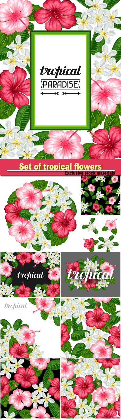 Set of tropical flowers hibiscus and plumeria