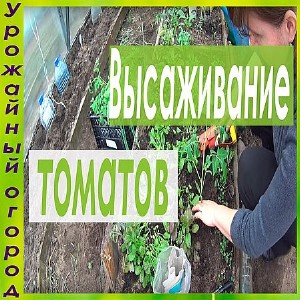 Посадка помидор и огурцов в теплицу. Подробное описание (2016) WEBRip