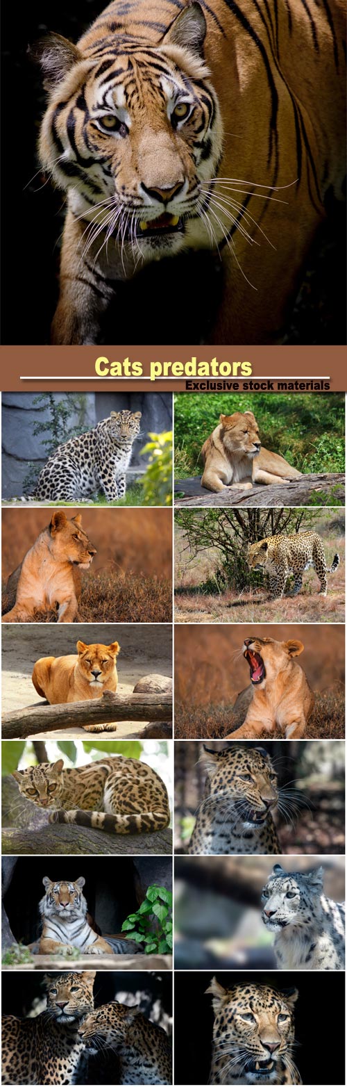 Cats predators, leopard, tiger and lion