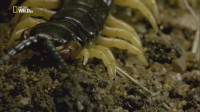   / Incredible Insects (2015) HDTVRip (720p)