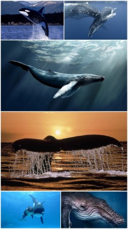 Whale (Part 1)