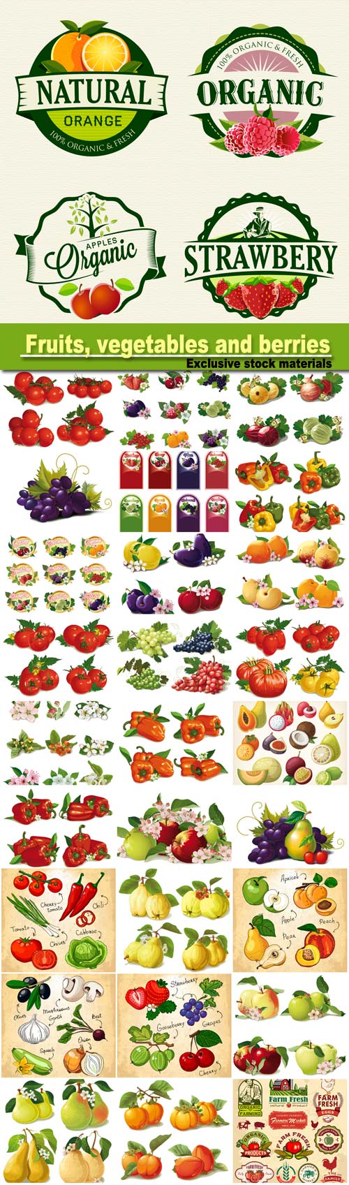 Set of fruits, vegetables and berries vector