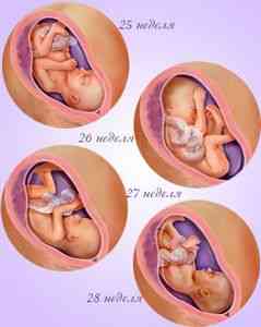 25 - Двадцать пятая неделя беременности: развитие плода, ощущения ...
